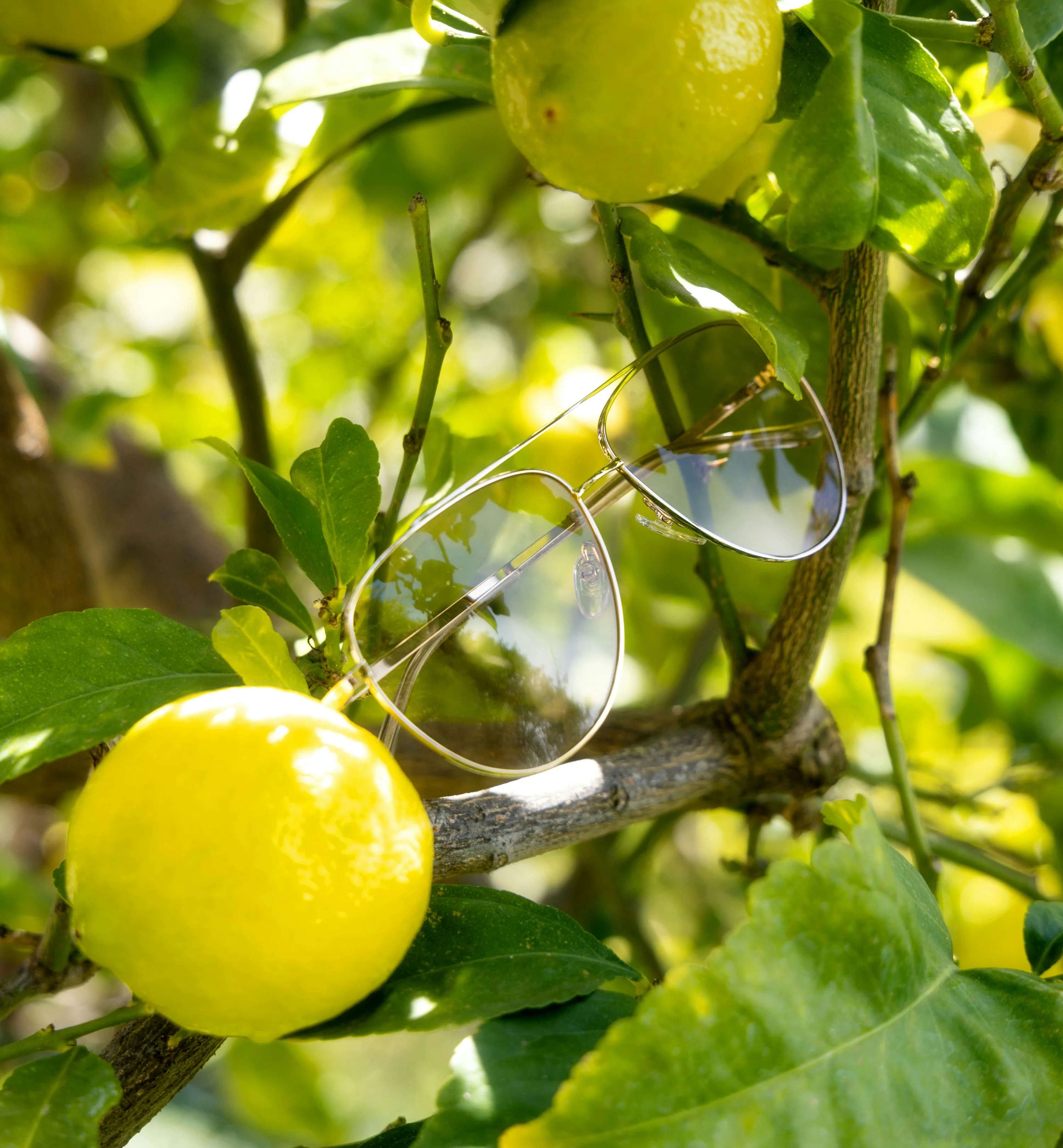 Dew - Image 4