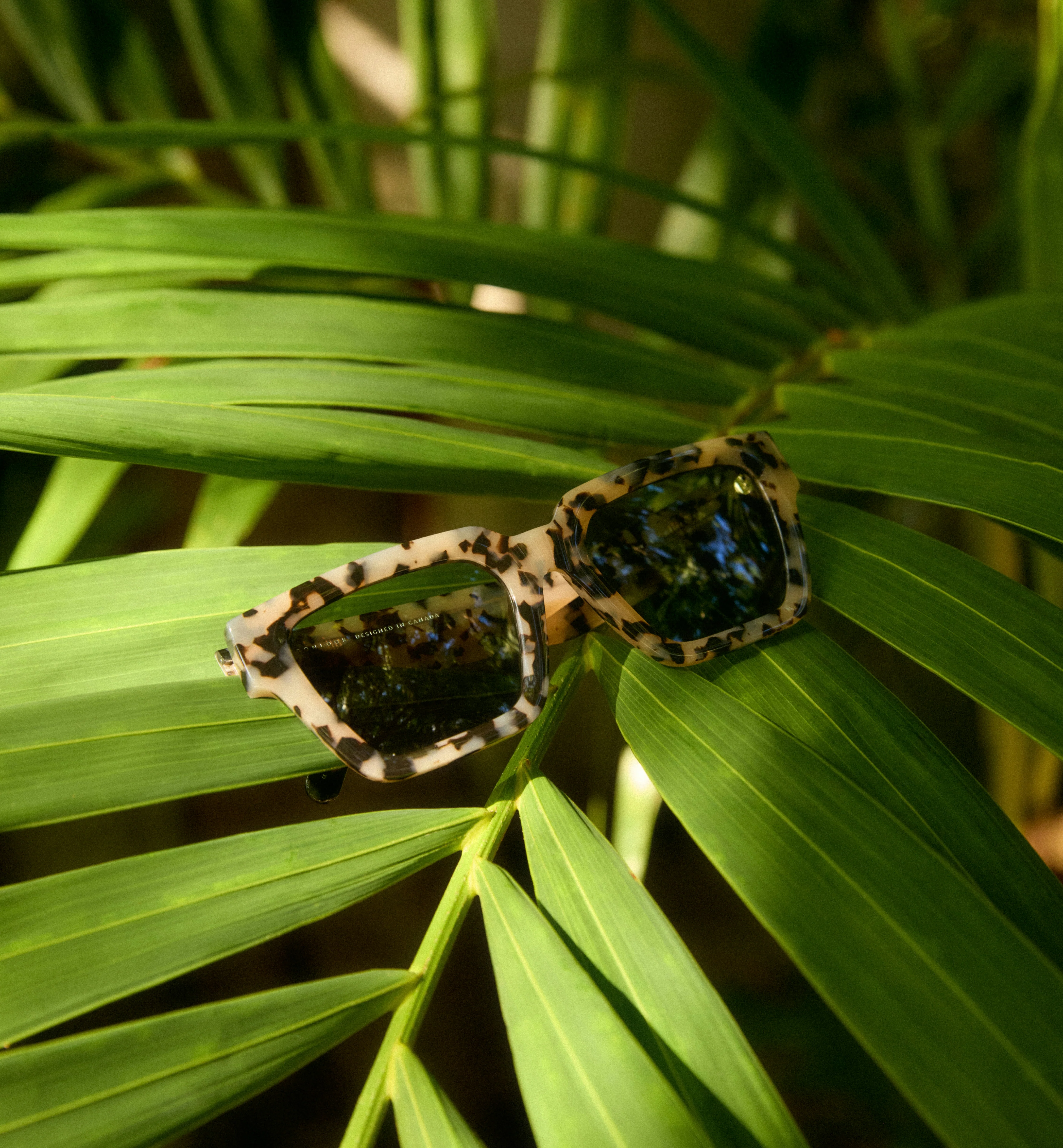 Isla - Image 3